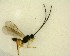  ( - NZAC03035153)  @11 [ ] No Rights Reserved (2020) Unspecified Landcare Research, New Zealand Arthropod Collection