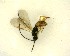  ( - NZAC03035154)  @11 [ ] No Rights Reserved (2020) Unspecified Landcare Research, New Zealand Arthropod Collection