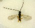  ( - NZAC03035156)  @11 [ ] No Rights Reserved (2020) Unspecified Landcare Research, New Zealand Arthropod Collection