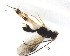  ( - NZAC03035186)  @11 [ ] No Rights Reserved (2020) Unspecified Landcare Research, New Zealand Arthropod Collection