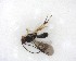  (Ascogaster parrotti - NZAC03035211)  @11 [ ] No Rights Reserved (2020) Unspecified Landcare Research, New Zealand Arthropod Collection