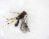  ( - NZAC03035213)  @11 [ ] No Rights Reserved (2020) Unspecified Landcare Research, New Zealand Arthropod Collection