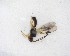  ( - NZAC03035220)  @11 [ ] No Rights Reserved (2020) Unspecified Landcare Research, New Zealand Arthropod Collection
