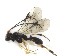  ( - NZAC03035245)  @11 [ ] No Rights Reserved (2020) Unspecified Landcare Research, New Zealand Arthropod Collection