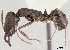  (Odontomachus simillimus - NZAC04036821)  @15 [ ] Unspecified (default): All Rights Reserved  Unspecified Unspecified