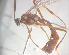  (Ophion peregrinus - NZAC04036049)  @12 [ ] Unspecified (default): All Rights Reserved  CreativeCommons - Attribution Non-Commercial Share-Alike Unspecified