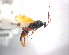  (Oxyserphus - NZAC04033845)  @13 [ ] Unspecified (default): All Rights Reserved  Unspecified Unspecified