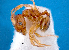  (Pheidole rugosula - NZAC04036505)  @14 [ ] CreativeCommons - Attribution Non-Commercial  NZAC Unspecified