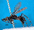  (Priocnemis carbonarius - NZAC04033560)  @11 [ ] Unspecified (default): All Rights Reserved  Unspecified Unspecified