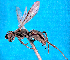  (Priocnemis crawi - NZAC04032976)  @11 [ ] Unspecified (default): All Rights Reserved  Unspecified Unspecified