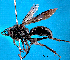  (Priocnemis monachus - NZAC04032215)  @11 [ ] Unspecified (default): All Rights Reserved  Unspecified Unspecified
