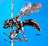  (Priocnemis ordishi - NZAC04032305)  @11 [ ] Unspecified (default): All Rights Reserved  Unspecified Unspecified