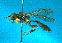  (Rhopalum perforator - NZAC04037310)  @14 [ ] Unspecified (default): All Rights Reserved  Unspecified Unspecified