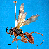  (Sphictostethus fugax - NZAC04031330)  @11 [ ] Unspecified (default): All Rights Reserved  Unspecified Unspecified