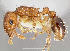  (Tetramorium bicarinatum - NZAC04037469)  @15 [ ] Copyright (2010) California Acad Sciences California Academy of Sciences