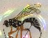  ( - NZAC03030136)  @11 [ ] No Rights Reserved (2020) Unspecified Landcare Research, New Zealand Arthropod Collection