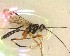  ( - NZAC03030264)  @11 [ ] No Rights Reserved (2020) Unspecified Landcare Research, New Zealand Arthropod Collection