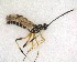  ( - NZAC03031218)  @11 [ ] No Rights Reserved (2020) Unspecified Landcare Research, New Zealand Arthropod Collection