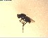  (Scatella vittithorax - NZAC03027935)  @11 [ ] No Rights Reserved (2022) Unspecified Landcare Research, New Zealand Arthropod Collection