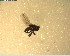  ( - NZAC03028007)  @11 [ ] No Rights Reserved (2022) Unspecified Landcare Research, New Zealand Arthropod Collection