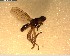  (Icaridion - NZAC03028080)  @11 [ ] No Rights Reserved (2022) Unspecified Landcare Research, New Zealand Arthropod Collection