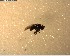  (Scatella subvittata - NZAC03028155)  @11 [ ] No Rights Reserved (2022) Unspecified Landcare Research, New Zealand Arthropod Collection
