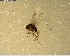  (Liriomyza clianthi - NZAC03028158)  @11 [ ] No Rights Reserved (2022) Unspecified Landcare Research, New Zealand Arthropod Collection