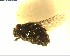  (Calliphora quadrimaculata - NZAC03028174)  @11 [ ] No Rights Reserved (2022) Unspecified Landcare Research, New Zealand Arthropod Collection