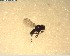  (Scatella alticeps - NZAC03028234)  @11 [ ] No Rights Reserved (2022) Unspecified Landcare Research, New Zealand Arthropod Collection