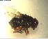  (Calliphora hilli - NZAC03028266)  @11 [ ] No Rights Reserved (2022) Unspecified Landcare Research, New Zealand Arthropod Collection