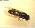  ( - NZAC03028283)  @11 [ ] No Rights Reserved (2022) Unspecified Landcare Research, New Zealand Arthropod Collection