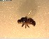  ( - NZAC03028366)  @11 [ ] No Rights Reserved (2022) Unspecified Landcare Research, New Zealand Arthropod Collection