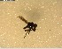  (Scatella tonnoiri - NZAC03028383)  @11 [ ] No Rights Reserved (2022) Unspecified Landcare Research, New Zealand Arthropod Collection