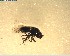  (Scatella nelsoni - NZAC03028416)  @11 [ ] No Rights Reserved (2022) Unspecified Landcare Research, New Zealand Arthropod Collection