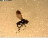  (Scatella labecula - NZAC03028467)  @11 [ ] No Rights Reserved (2022) Unspecified Landcare Research, New Zealand Arthropod Collection