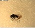  (Scatella nubeculosa - NZAC03028492)  @11 [ ] No Rights Reserved (2022) Unspecified Landcare Research, New Zealand Arthropod Collection