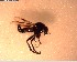  (Dilophus nigrostigma - NZAC03028496)  @11 [ ] No Rights Reserved (2022) Unspecified Landcare Research, New Zealand Arthropod Collection