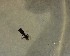  ( - NZAC03030495)  @11 [ ] No Rights Reserved (2022) Unspecified Landcare Research, New Zealand Arthropod Collection