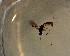  ( - NZAC03030504)  @11 [ ] No Rights Reserved (2022) Unspecified Landcare Research, New Zealand Arthropod Collection