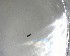  (Platygaster robiniae - NZAC03035045)  @11 [ ] No Rights Reserved (2022) Unspecified Landcare Research, New Zealand Arthropod Collection