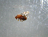  ( - NZAC03040023)  @11 [ ] No Rights Reserved (2022) Unspecified Landcare Research, New Zealand Arthropod Collection
