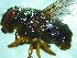  (Calliphora stygia - NZAC03041371)  @11 [ ] No Rights Reserved (2022) Unspecified Landcare Research, New Zealand Arthropod Collection