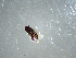  ( - NZAC03041372)  @11 [ ] No Rights Reserved (2022) Unspecified Landcare Research, New Zealand Arthropod Collection
