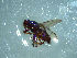  (Chaetocoelopa littoralis - NZAC03041380)  @11 [ ] No Rights Reserved (2022) Unspecified Landcare Research, New Zealand Arthropod Collection