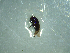  (Scatella johnsi - NZAC03041386)  @11 [ ] No Rights Reserved (2022) Unspecified Landcare Research, New Zealand Arthropod Collection