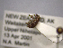  ( - NZAC04164034)  @11 [ ] No Rights Reserved (2022) Unspecified Landcare Research, New Zealand Arthropod Collection