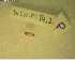  ( - WEN.P1.T4.2P)  @11 [ ] No Rights Reserved (2022) Unspecified Landcare Research, New Zealand Arthropod Collection