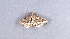  (Epyaxa venipunctata - NZINS249)  @13 [ ] Copyright (2015) University of Waikato University of Waikato