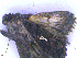  ( - NZINS109)  @12 [ ] Copyright (2013) Ian Hogg University of Waikato