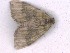  (Epyaxa rosearia - NZINS318)  @13 [ ] Copyright (2016) University of Waikato University of Waikato